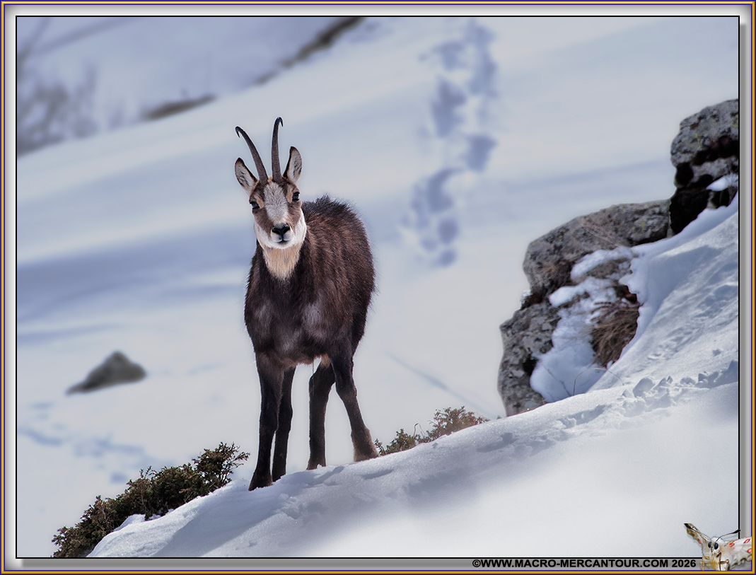 CHAMOIS